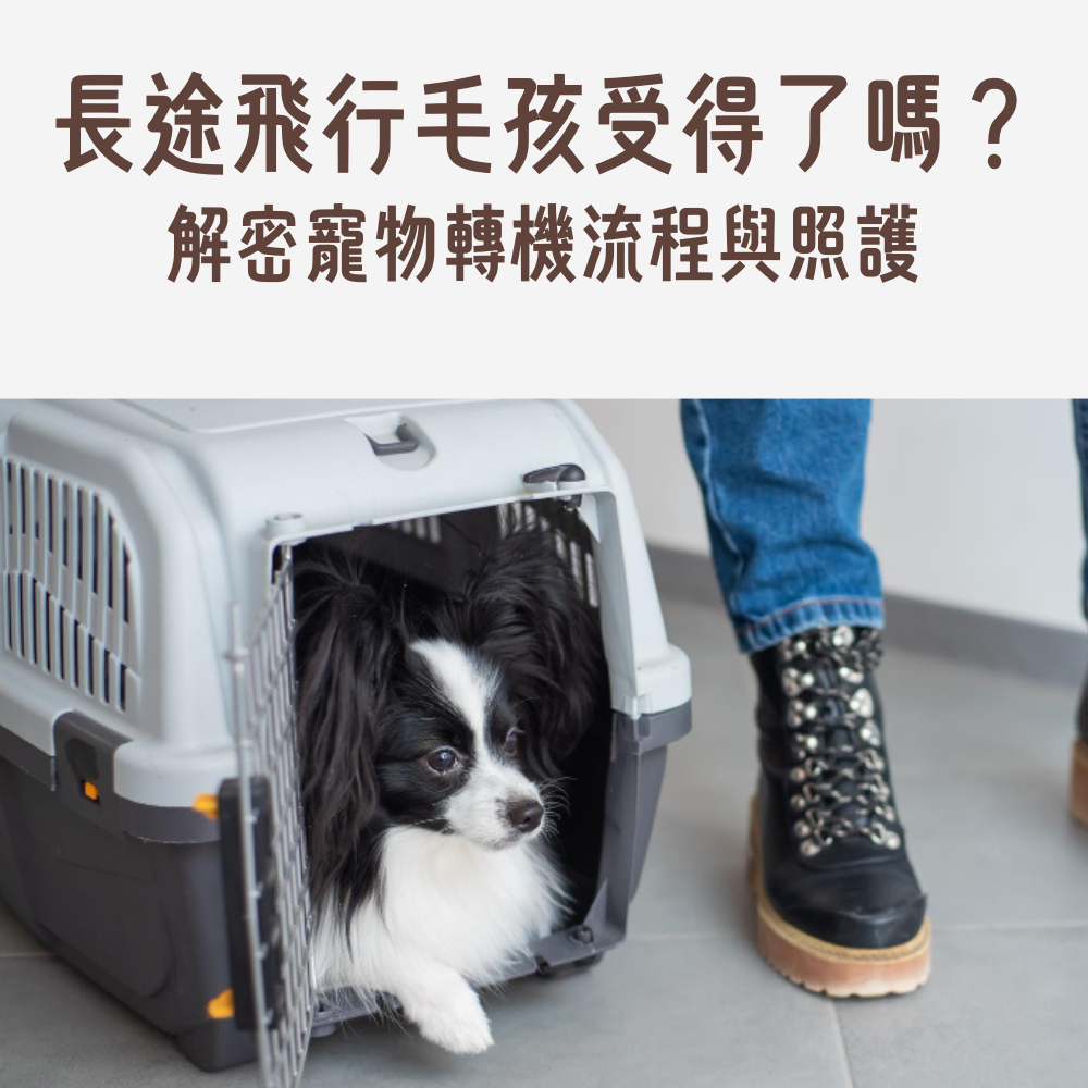 寵物轉機路線類型與時間規劃比較對照圖