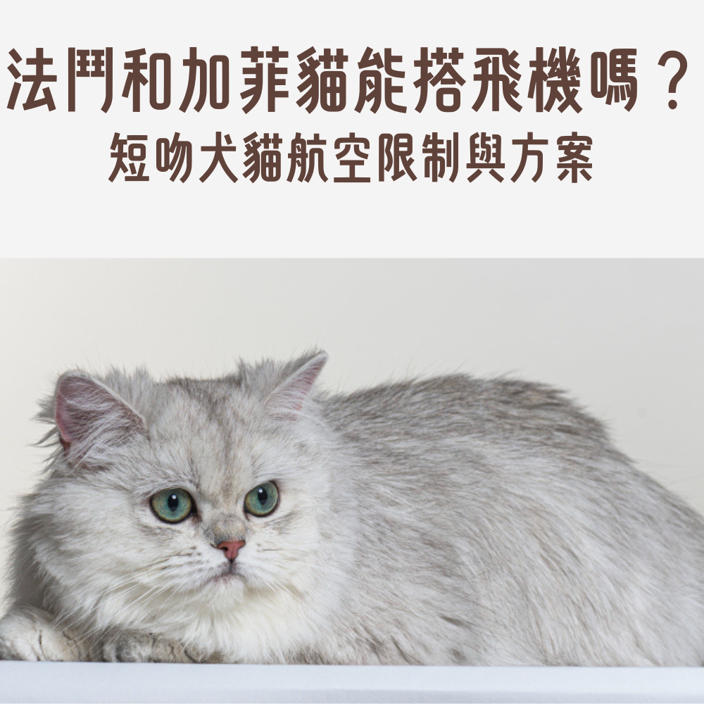 短吻犬貓品種風險比較與航空公司禁運限制對照圖
